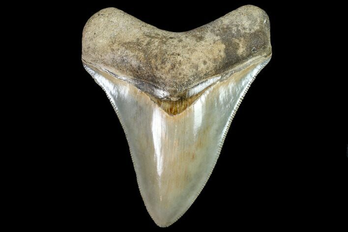 Serrated, Fossil Megalodon Tooth - South Carolina #104974